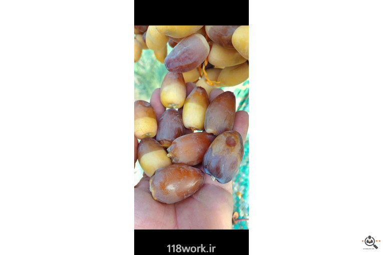 فروش و صادرات خرما رطب 3 در بوشهر