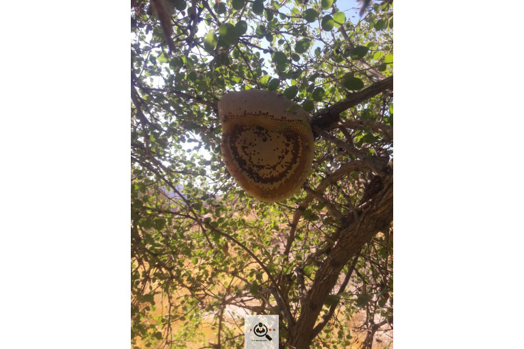 فروش و صادرات خرما رطب 3 در بوشهر