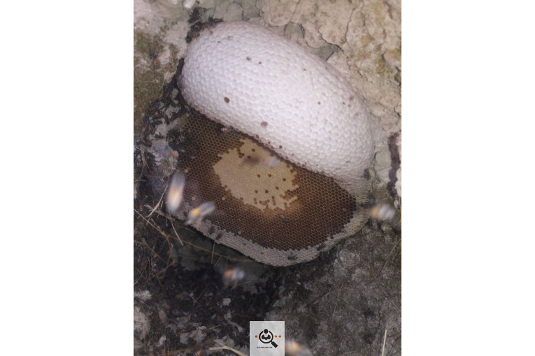 فروش و صادرات خرما رطب 3 در بوشهر