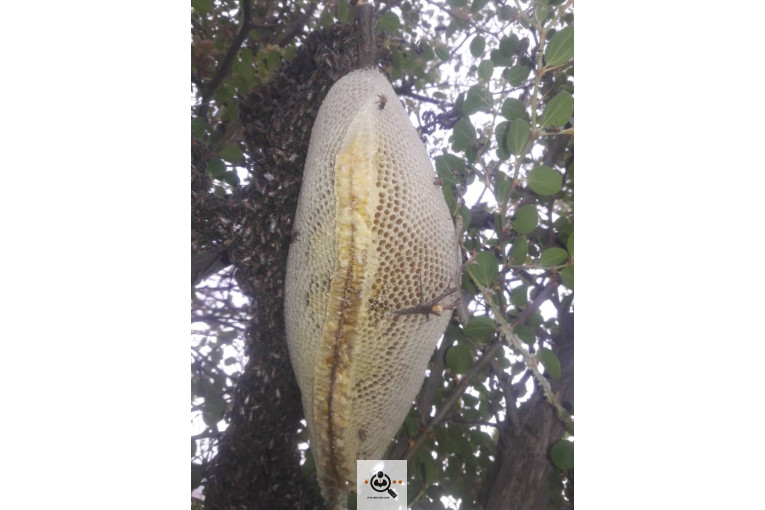 فروش و صادرات خرما رطب 3 در بوشهر