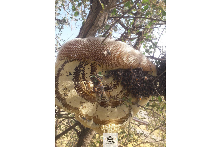 فروش و صادرات خرما رطب 3 در بوشهر