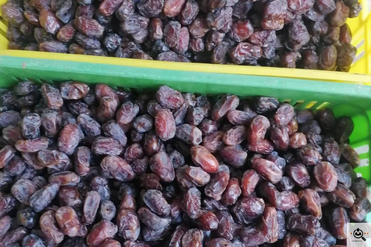 فروش و صادرات خرما رطب 3 در بوشهر
