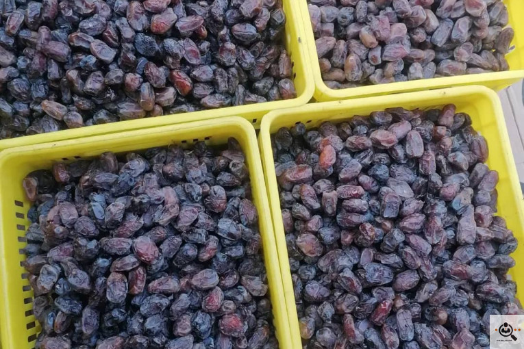 فروش و صادرات خرما رطب 3 در بوشهر