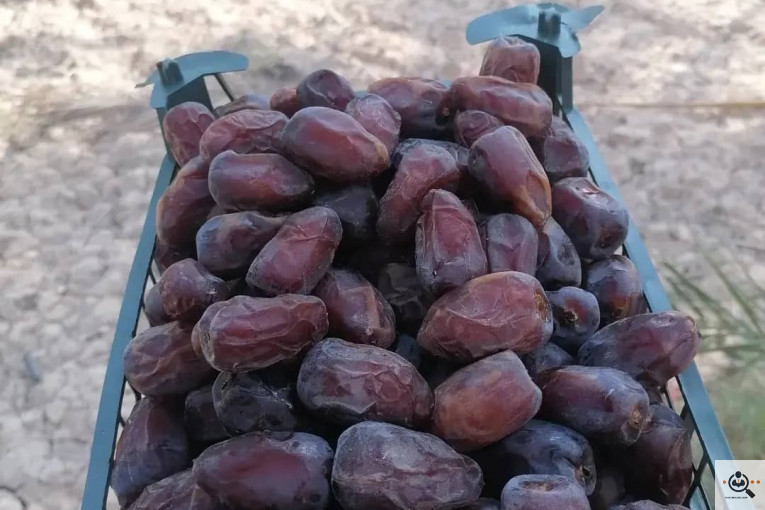 فروش و صادرات خرما رطب 3 در بوشهر