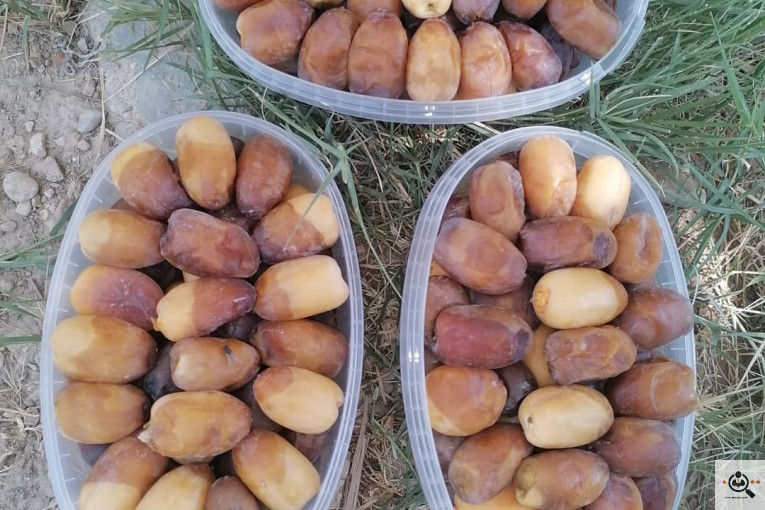 فروش و صادرات خرما رطب 3 در بوشهر