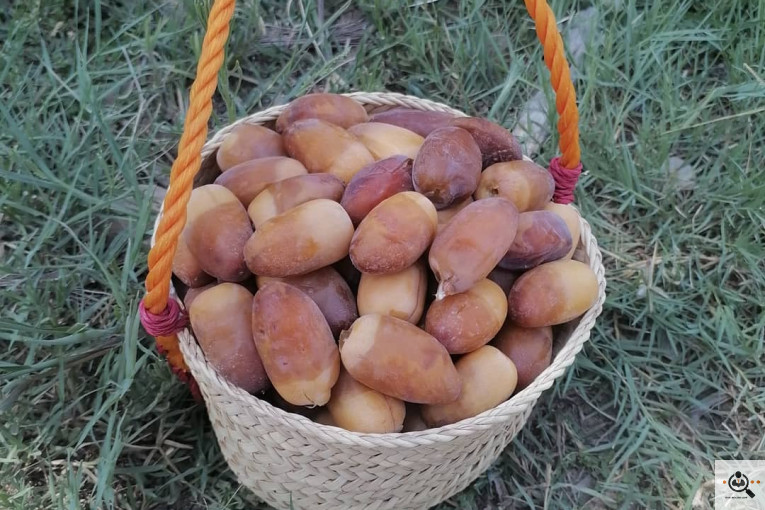 فروش و صادرات خرما رطب 3 در بوشهر