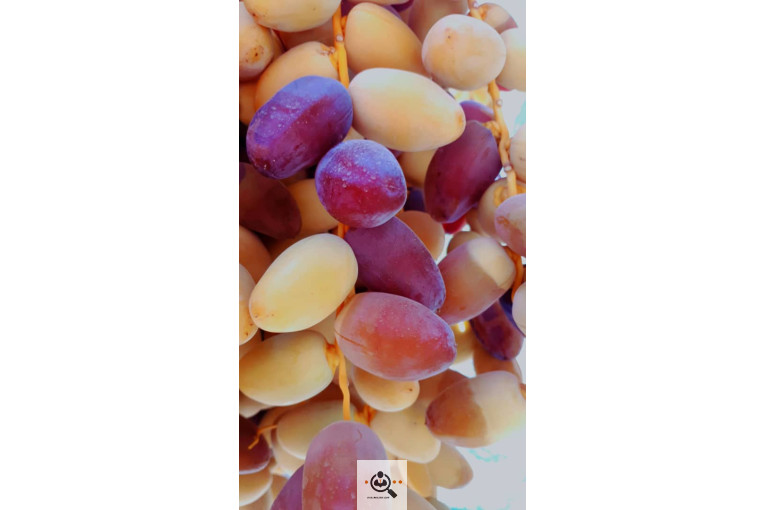 فروش و صادرات خرما رطب 3 در بوشهر