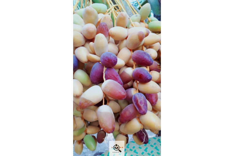 فروش و صادرات خرما رطب 3 در بوشهر