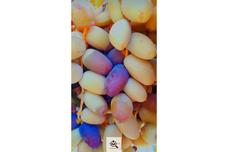 فروش و صادرات خرما رطب 3 در بوشهر