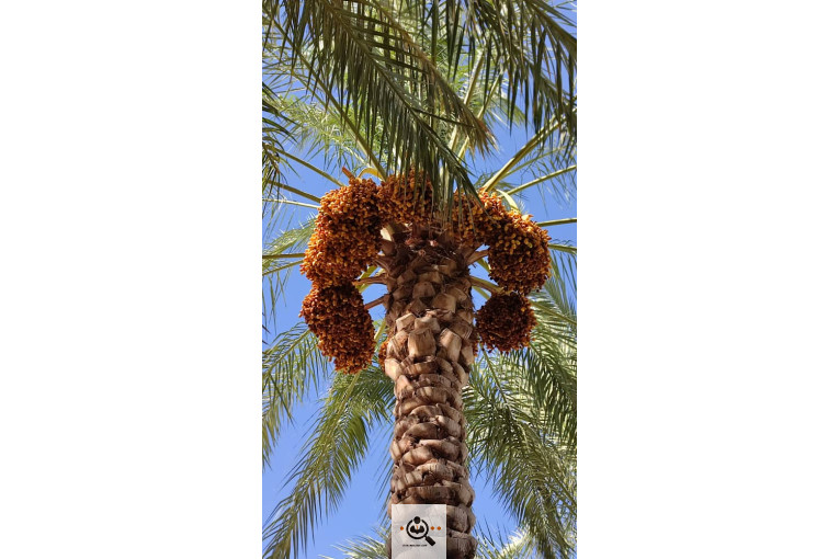 فروش و صادرات خرما رطب 3 در بوشهر
