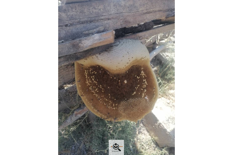 فروش و صادرات خرما رطب 3 در بوشهر