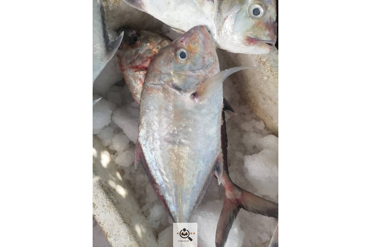 فروش و صادرات خرما رطب 3 در بوشهر