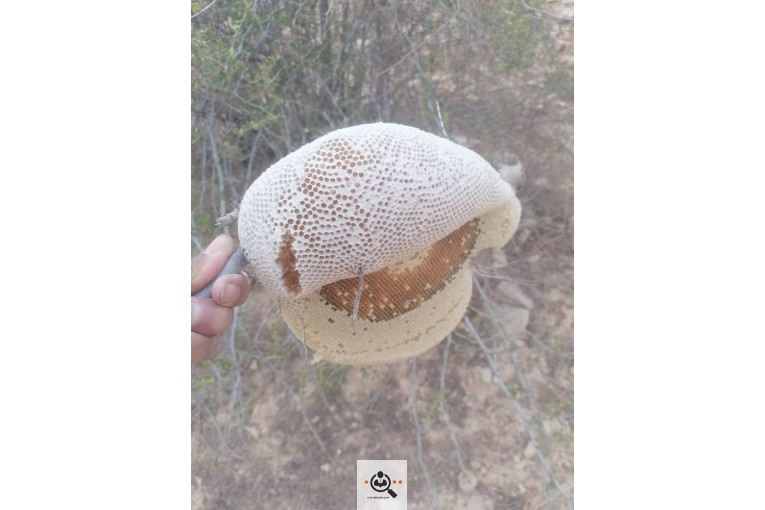 فروش و صادرات خرما رطب 3 در بوشهر