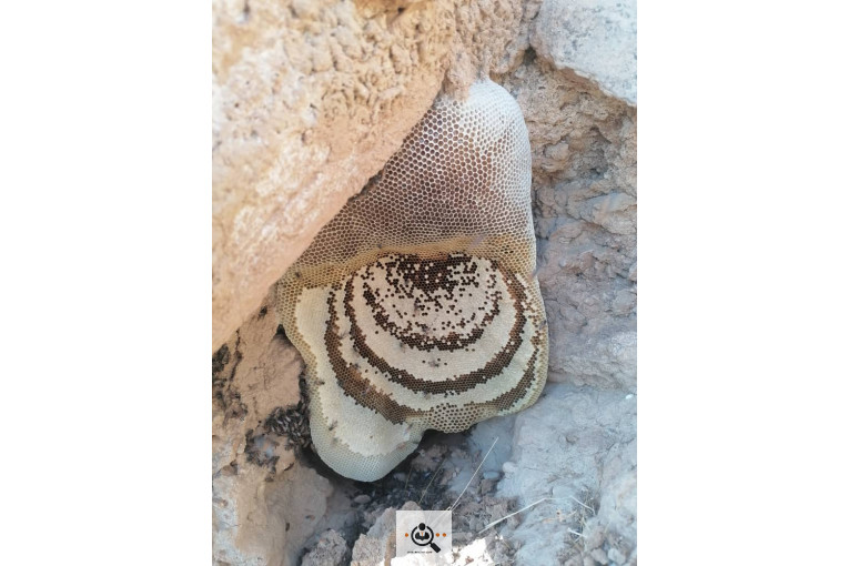 فروش و صادرات خرما رطب 3 در بوشهر