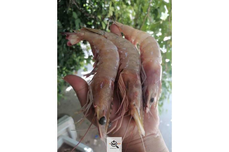 فروش و صادرات خرما رطب 3 در بوشهر