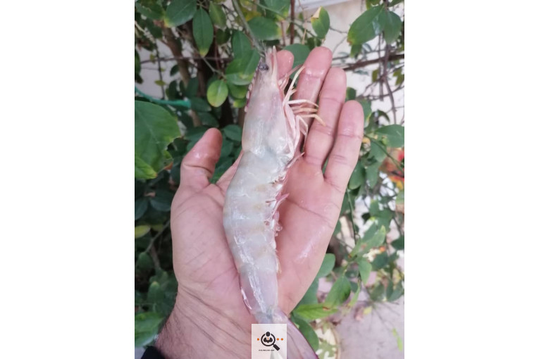 فروش و صادرات خرما رطب 3 در بوشهر