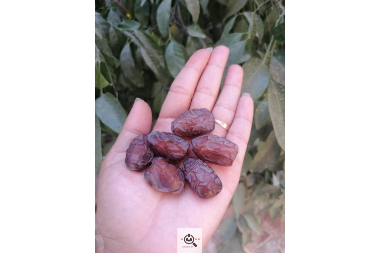 فروش و صادرات خرما رطب 3 در بوشهر