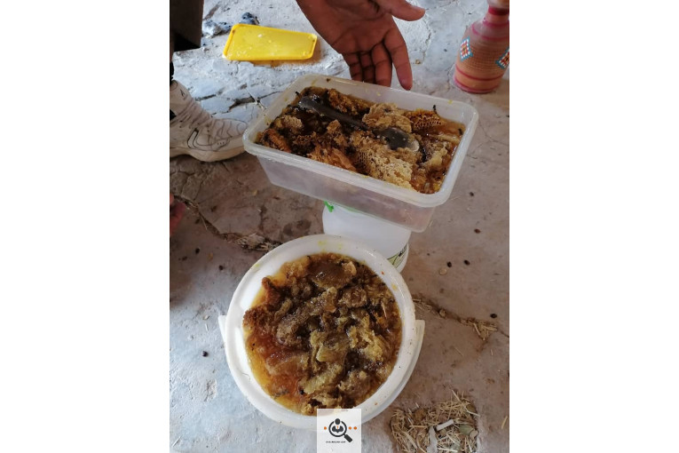 فروش و صادرات خرما رطب 3 در بوشهر