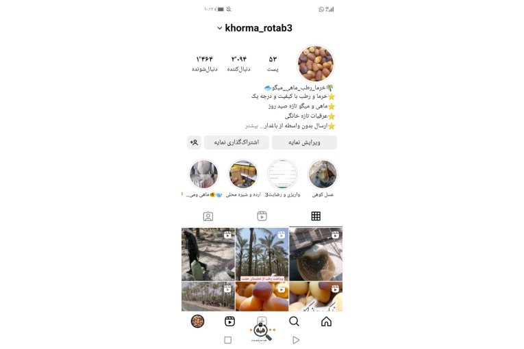 فروش و صادرات خرما رطب 3 در بوشهر