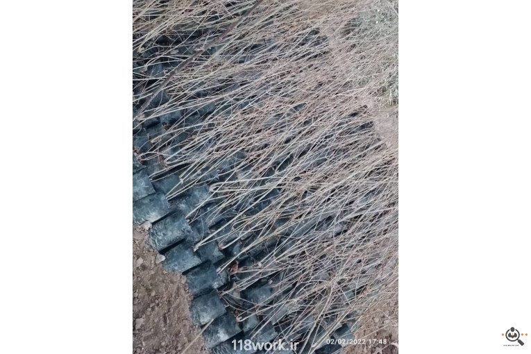 نهالستان انار عباس آباد (محمد لرنی) در پاکدشت