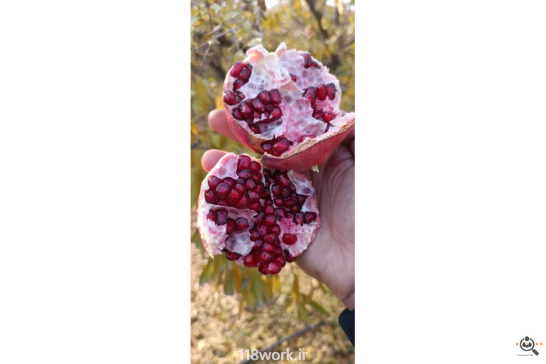 نهالستان انار عباس آباد (محمد لرنی) در پاکدشت