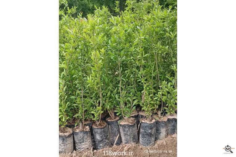 نهالستان انار عباس آباد (محمد لرنی) در پاکدشت