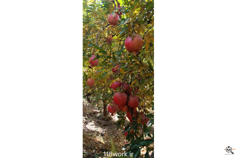 نهالستان انار عباس آباد (محمد لرنی) در پاکدشت