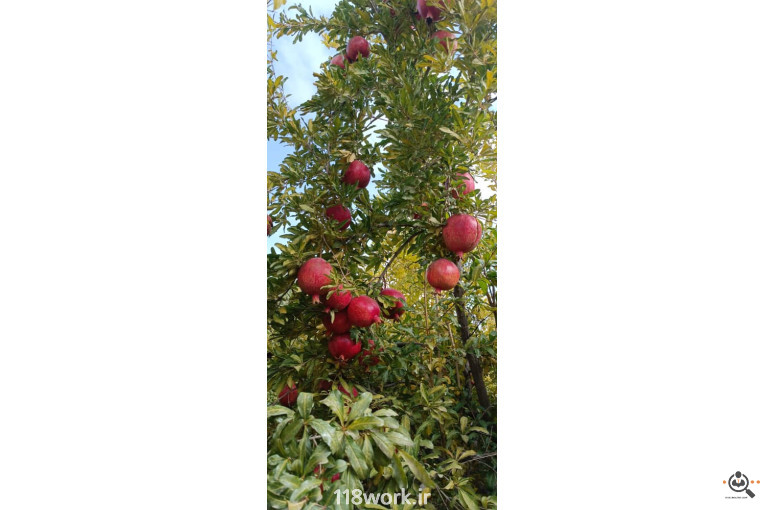 نهالستان انار عباس آباد (محمد لرنی) در پاکدشت