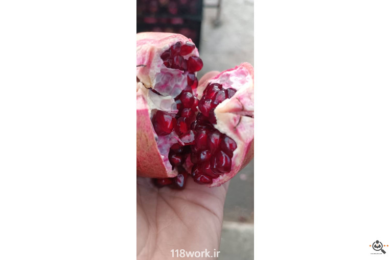 نهالستان انار عباس آباد (محمد لرنی) در پاکدشت