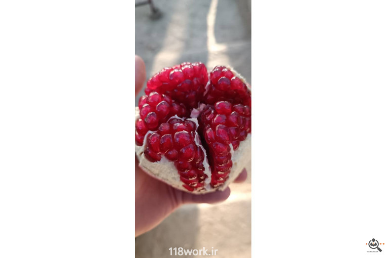 نهالستان انار عباس آباد (محمد لرنی) در پاکدشت