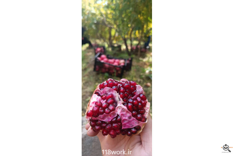 نهالستان انار عباس آباد (محمد لرنی) در پاکدشت