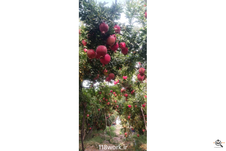 نهالستان انار عباس آباد (محمد لرنی) در پاکدشت