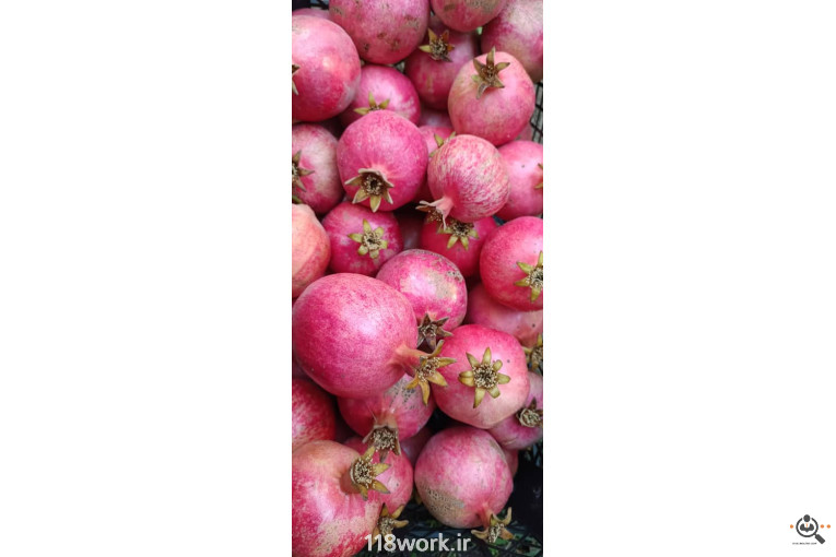 نهالستان انار عباس آباد (محمد لرنی) در پاکدشت