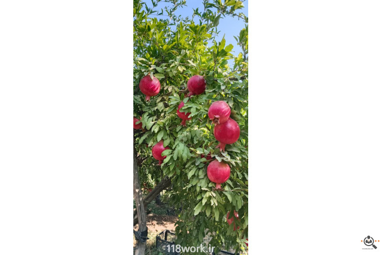 نهالستان انار عباس آباد (محمد لرنی) در پاکدشت