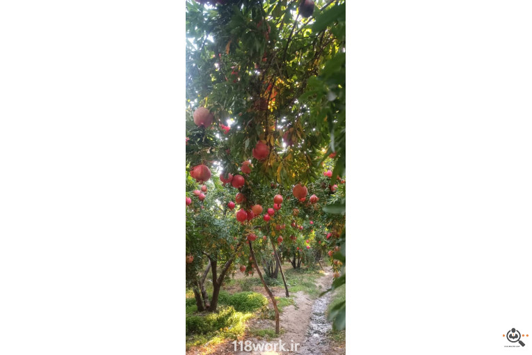 نهالستان انار عباس آباد (محمد لرنی) در پاکدشت