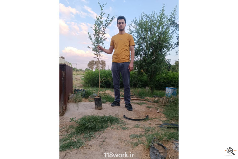 نهالستان انار عباس آباد (محمد لرنی) در پاکدشت