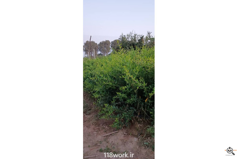 نهالستان انار عباس آباد (محمد لرنی) در پاکدشت