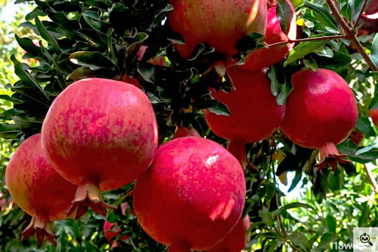 نهالستان انار عباس آباد (محمد لرنی) در پاکدشت