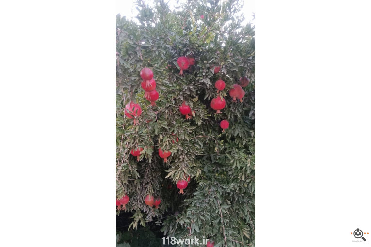 نهالستان انار عباس آباد (محمد لرنی) در پاکدشت