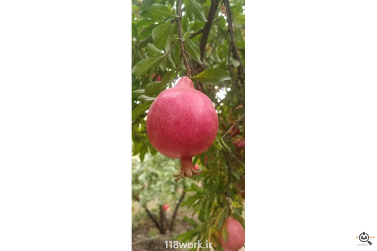 نهالستان انار عباس آباد (محمد لرنی) در پاکدشت