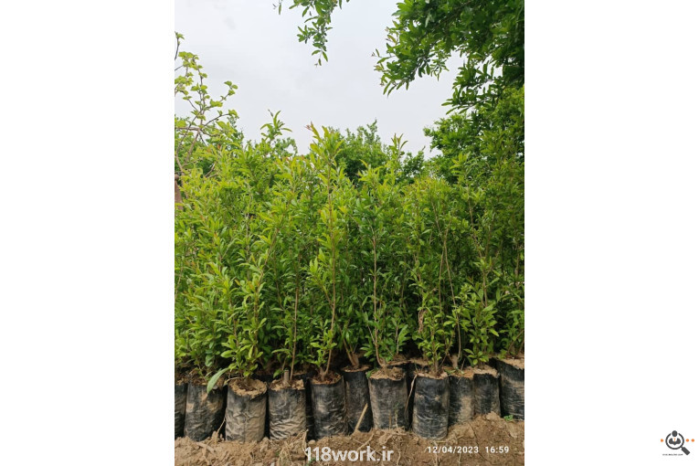 نهالستان انار عباس آباد (محمد لرنی) در پاکدشت