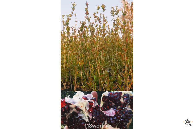 نهالستان انار عباس آباد (محمد لرنی) در پاکدشت