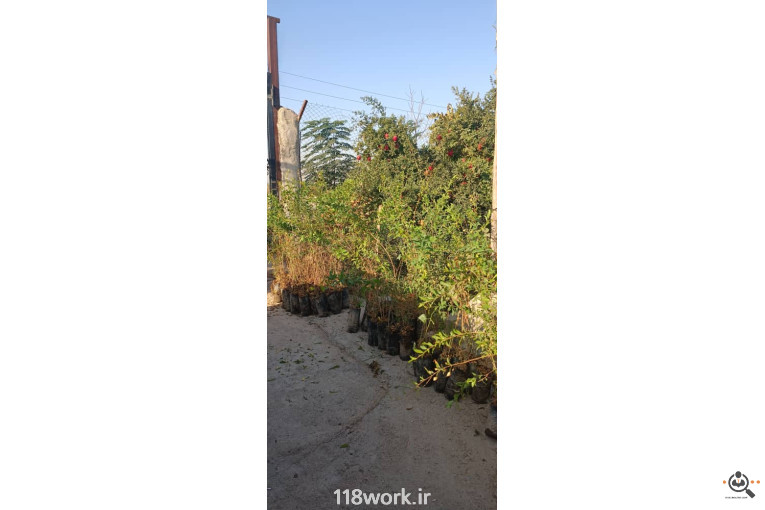 نهالستان انار عباس آباد (محمد لرنی) در پاکدشت