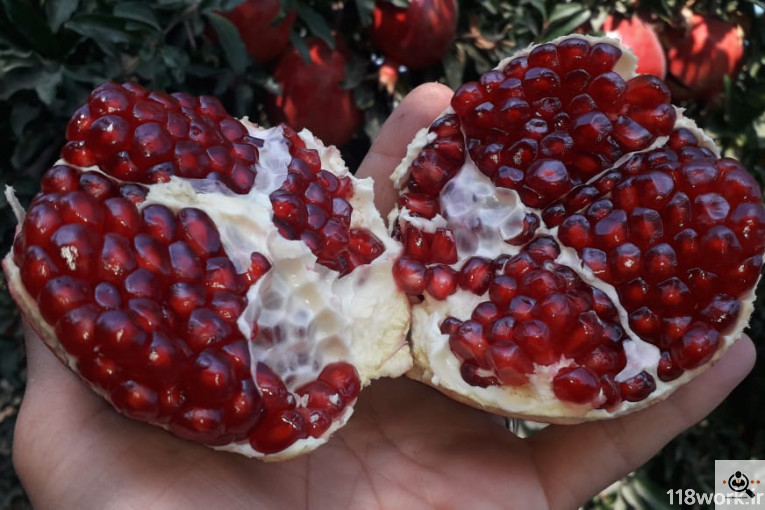 نهالستان انار عباس آباد (محمد لرنی) در پاکدشت