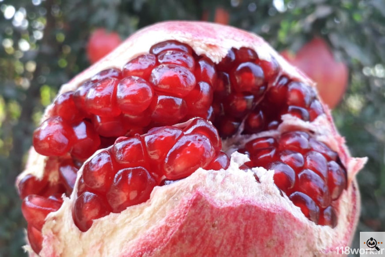 نهالستان انار عباس آباد (محمد لرنی) در پاکدشت