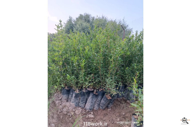 نهالستان انار عباس آباد (محمد لرنی) در پاکدشت