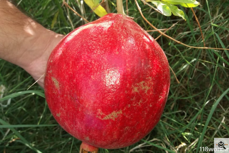 نهالستان انار عباس آباد (محمد لرنی) در پاکدشت