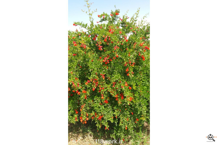 نهالستان انار عباس آباد (محمد لرنی) در پاکدشت