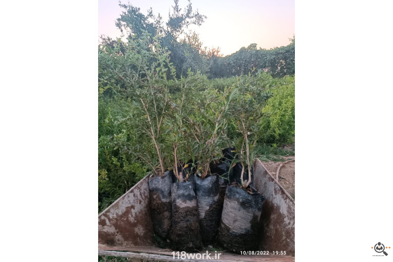 نهالستان انار عباس آباد (محمد لرنی) در پاکدشت