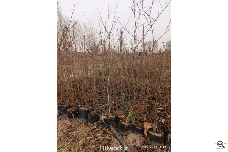 نهالستان انار عباس آباد (محمد لرنی) در پاکدشت